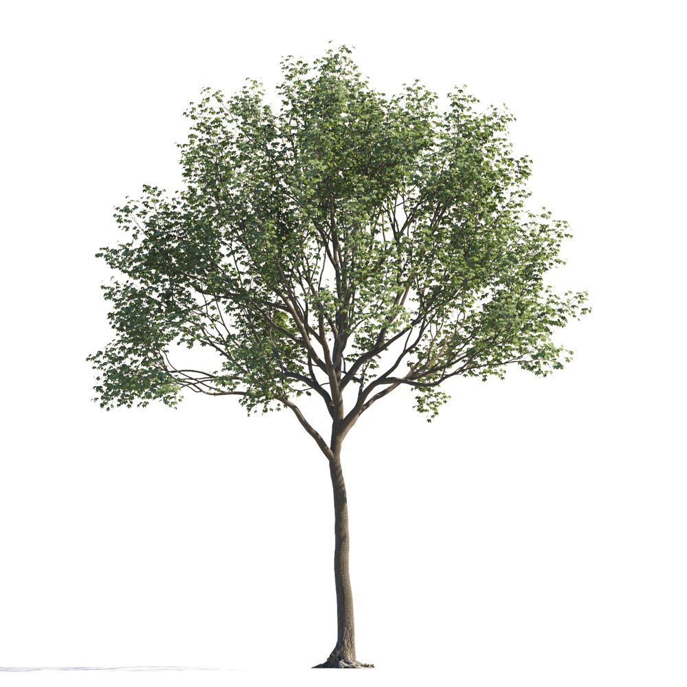 Lone Maple Tree Modèle 3d