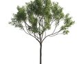 Verdant Maple Tree 02 3D 모델 