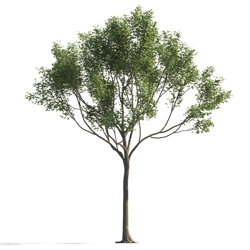 Verdant Maple Tree 02 3D-Modell