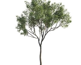 Maple Green Tree Modelo 3d