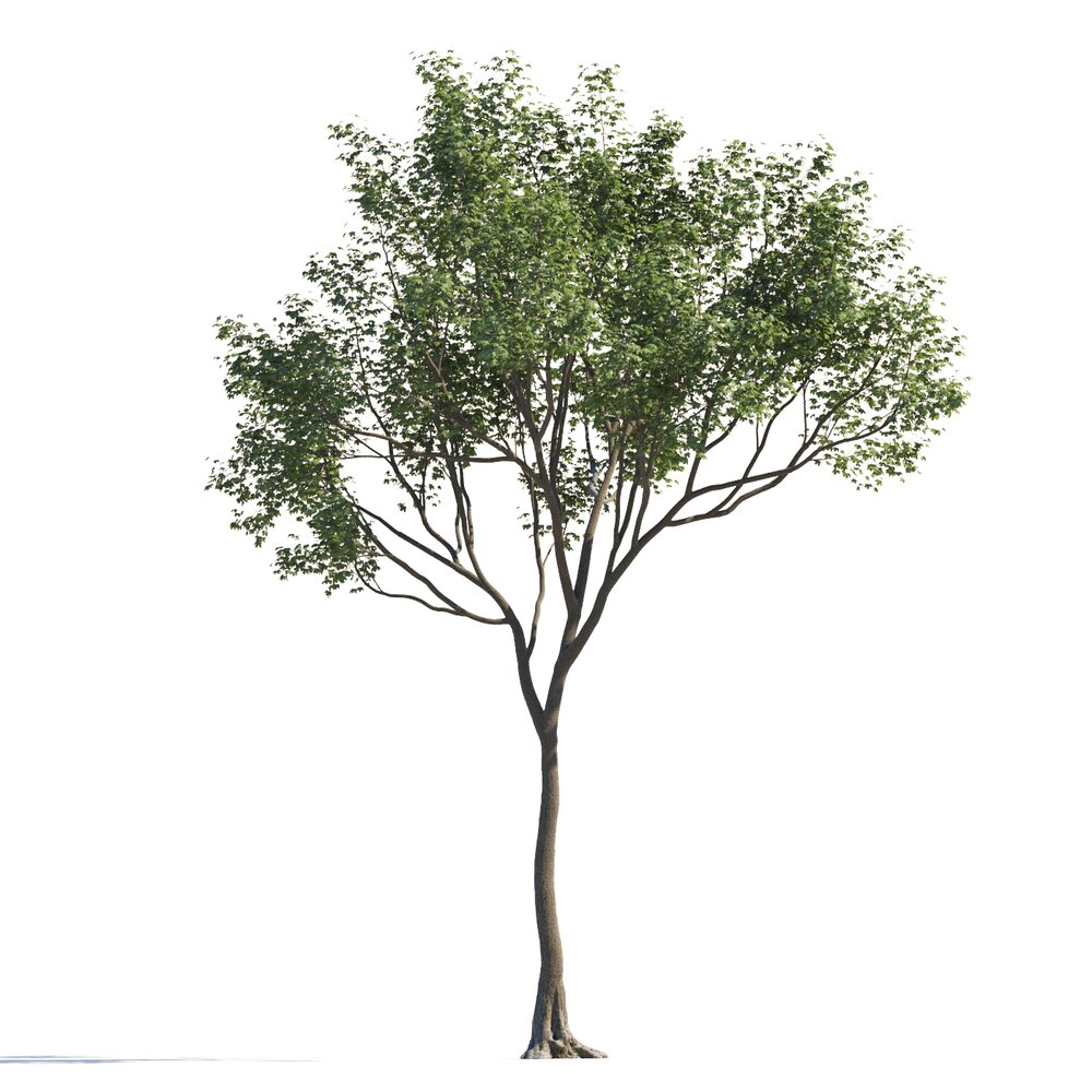 Maple Green Tree Modelo 3d