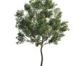 Twisted Maple Tree 3d model