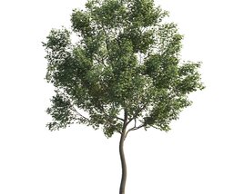 Twisted Maple Tree Modello 3D