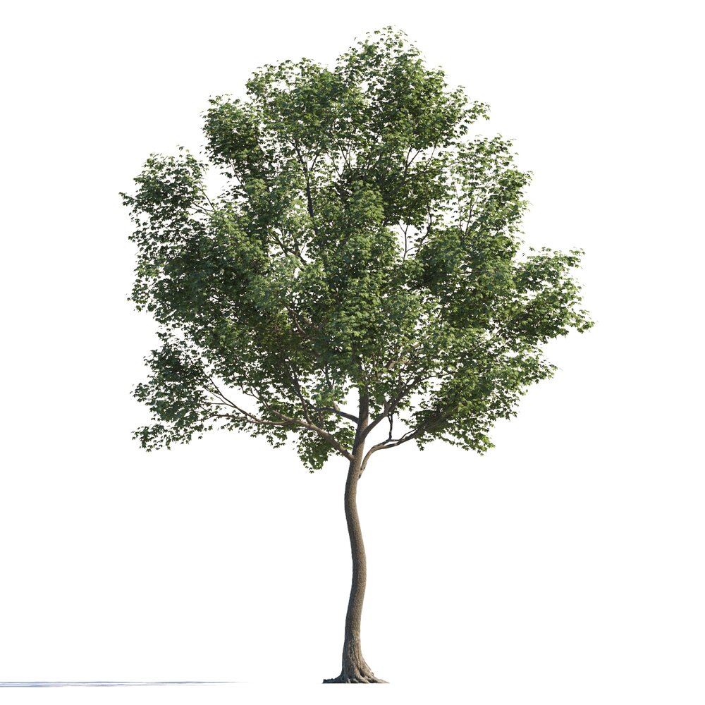 Twisted Maple Tree 3D модель
