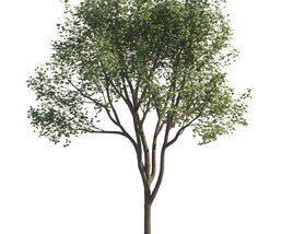 Maple Tree with Textures Modello 3D