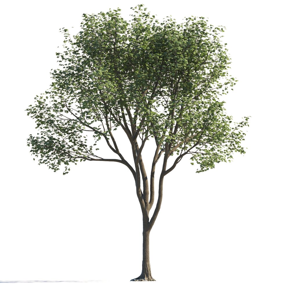 Maple Tree with Textures Modèle 3d