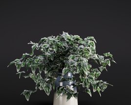 Hedera Helix 3D-Modell