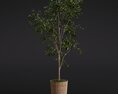 Ficus Benjamina 3d model