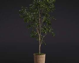 Ficus Benjamina 3D 모델 