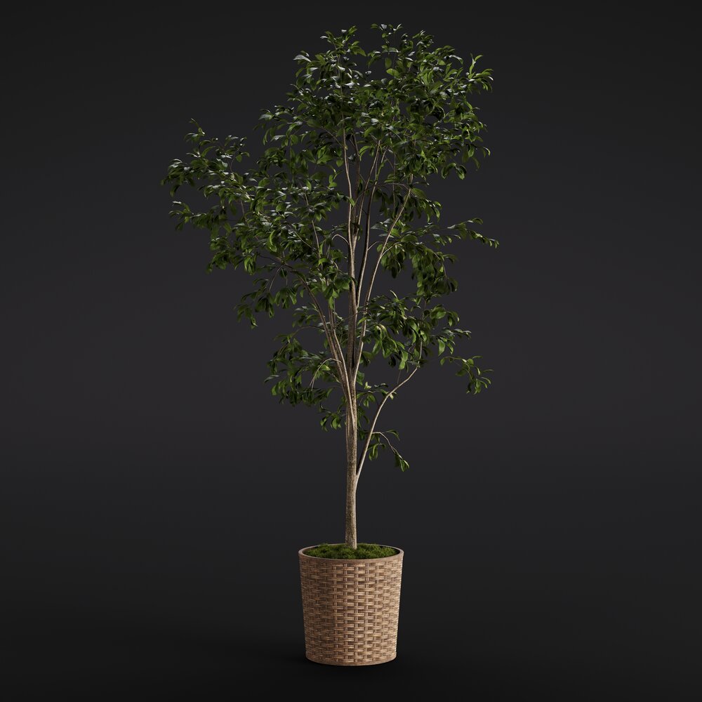 Ficus Benjamina 3D 모델 