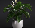 Spathiphyllum 3D 모델 
