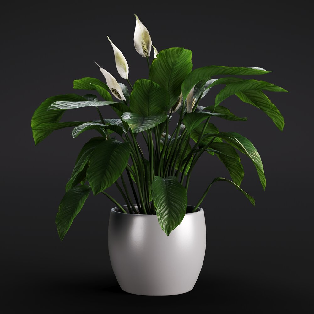 Spathiphyllum 3Dモデル