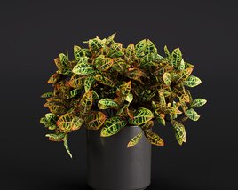 Croton 3Dモデル