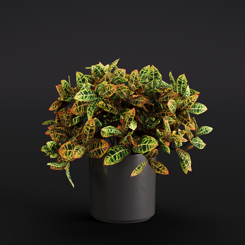 Croton 3d model
