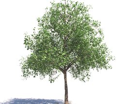 Populus Euphratica 3D-Modell