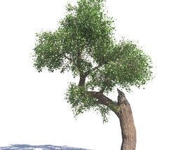 Populus Euphratica 02 3D模型