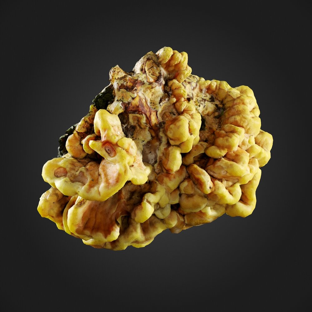 Fungus 3D-Modell