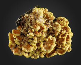 Fungus 02 3D model