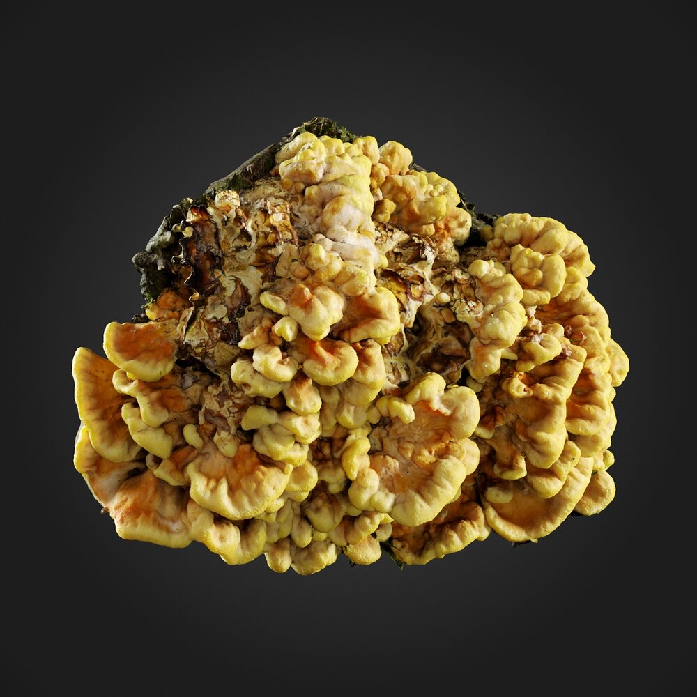 Fungus 02 3D模型