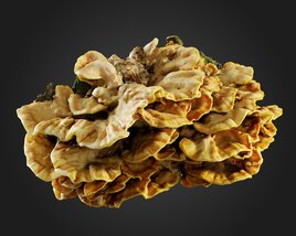 Fungus 03 3D-Modell