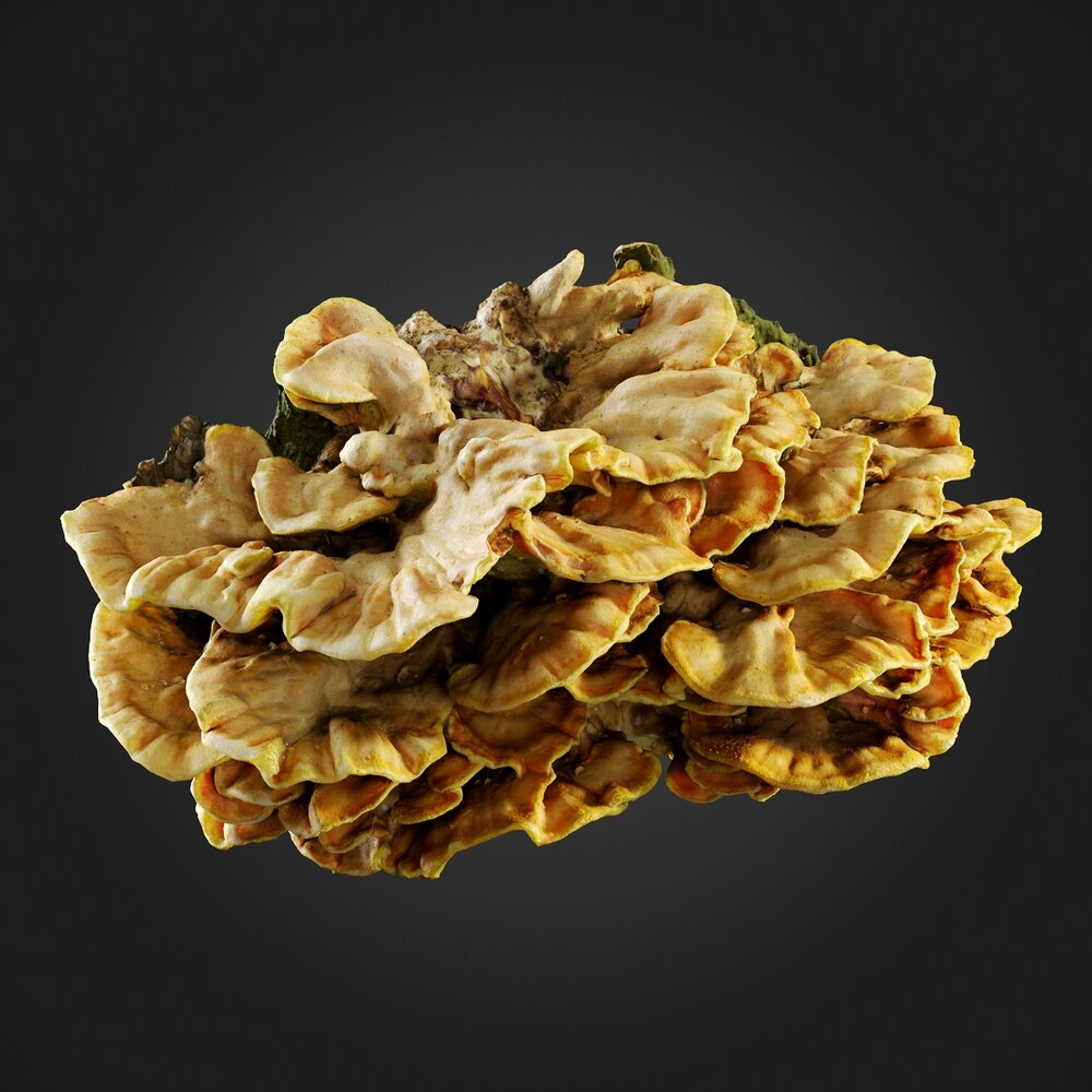 Fungus 03 3D 모델 