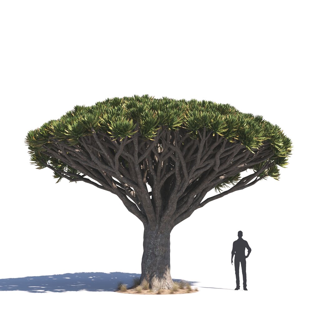 Dragon Tree 03 3D 모델 