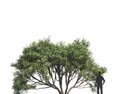 Ficus Salicifolia Modelo 3d