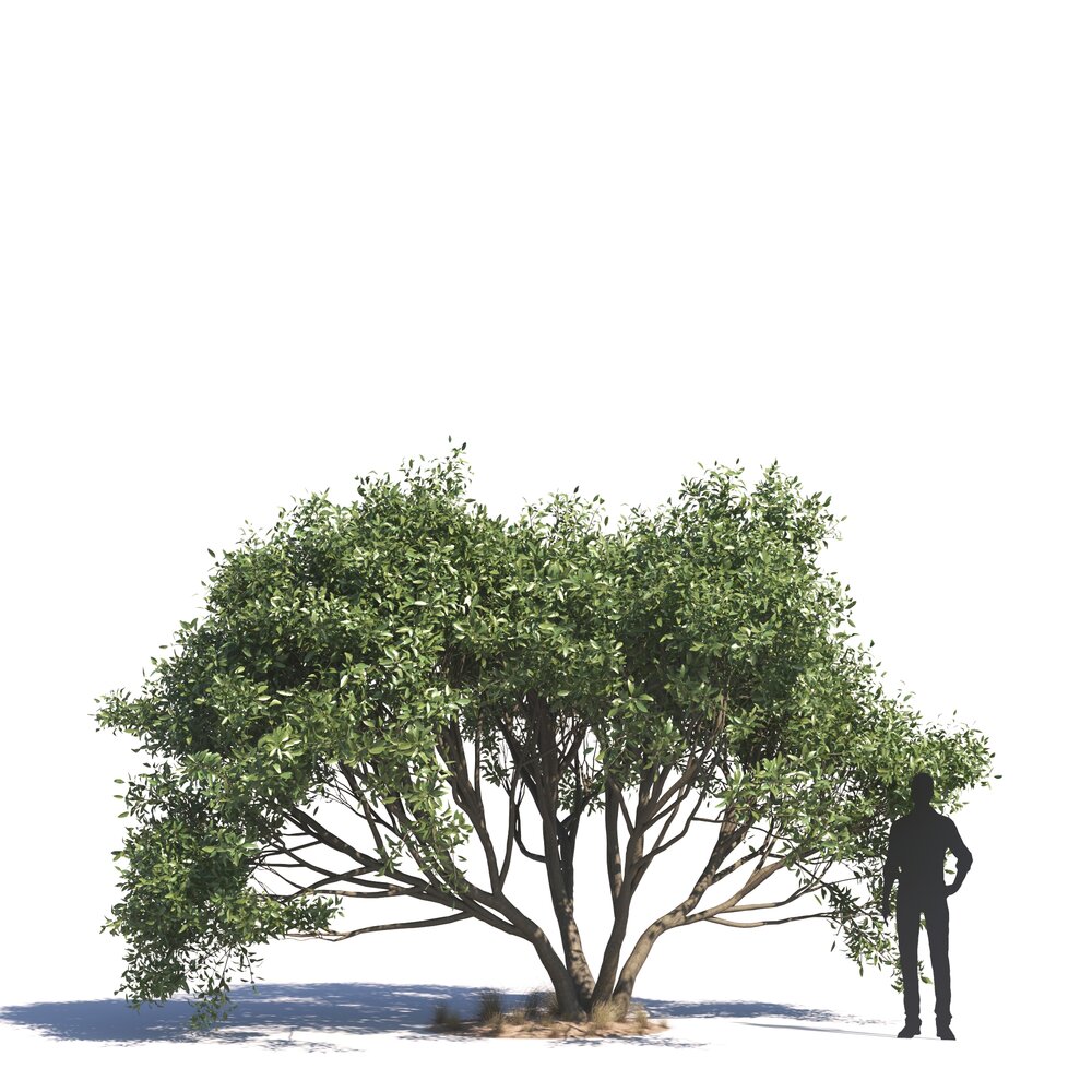 Ficus Salicifolia Modello 3D