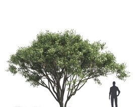 Ficus Salicifolia 02 3D-Modell