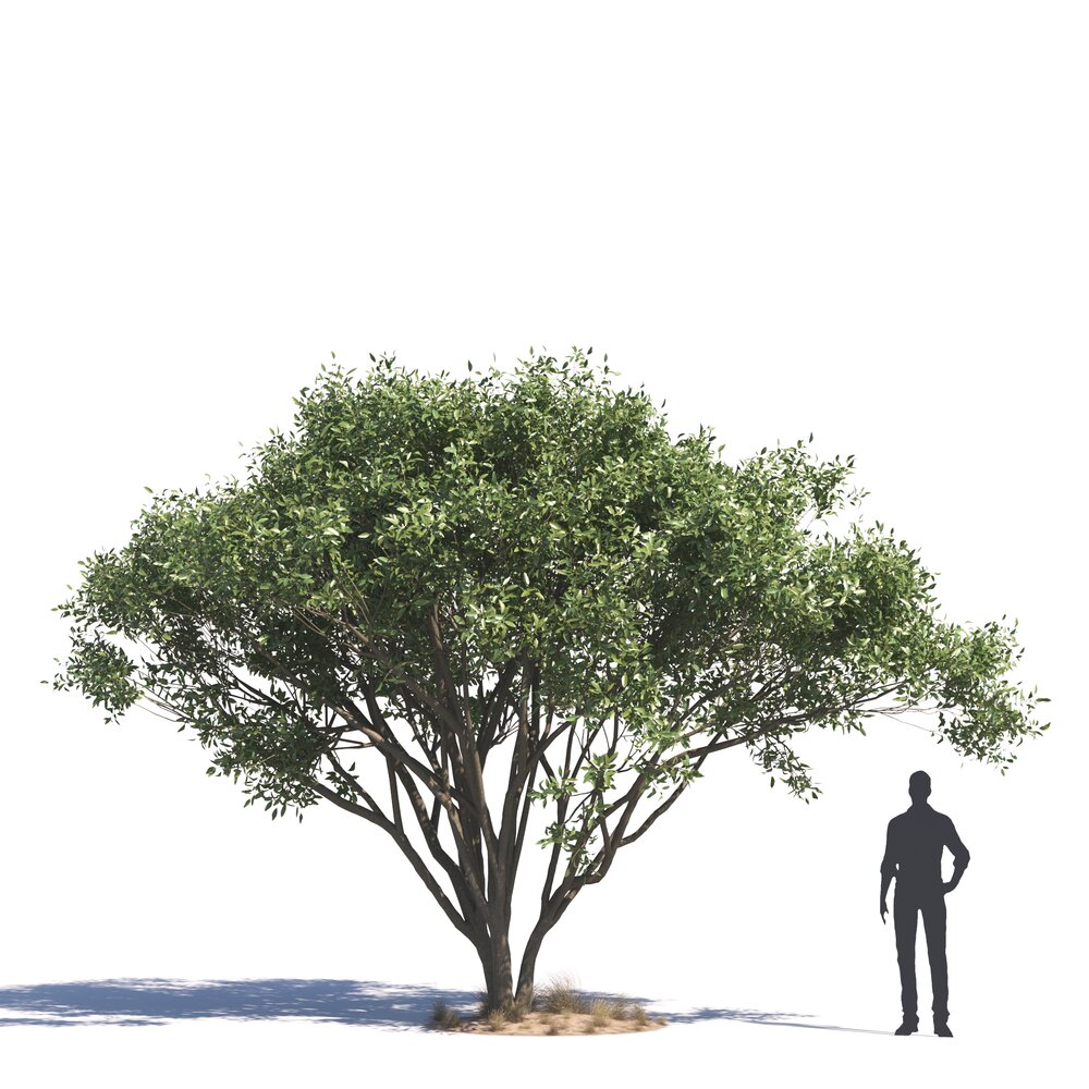 Ficus Salicifolia 02 3D 모델 