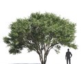 Ficus Salicifolia 03 Modello 3D