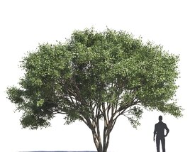 Ficus Salicifolia 03 3D model