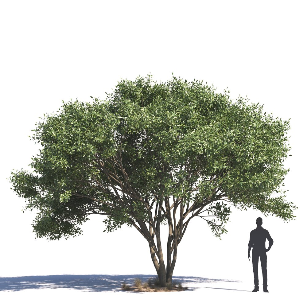 Ficus Salicifolia 03 3D модель