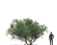 Acacia Tortilis Modelo 3D