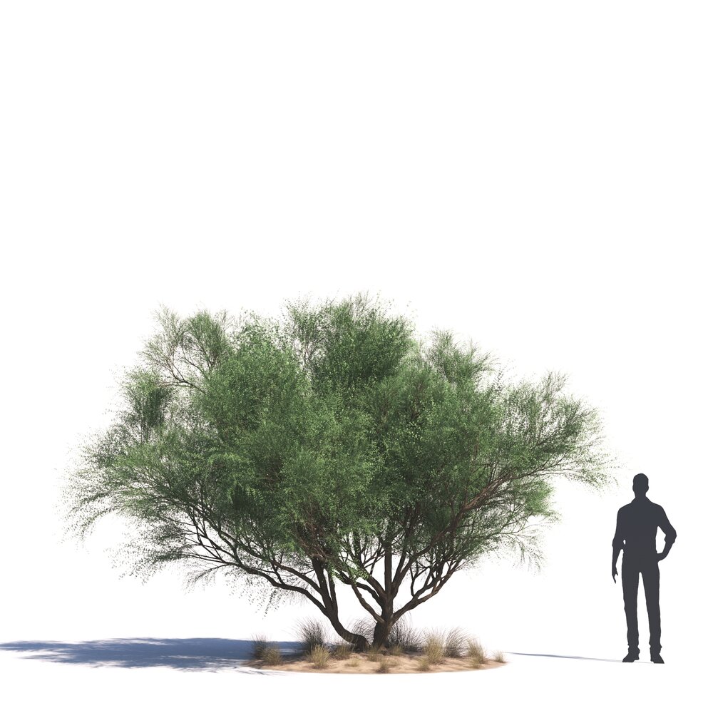 Acacia Tortilis 3Dモデル