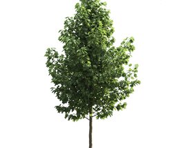 Liriodendron 3D model