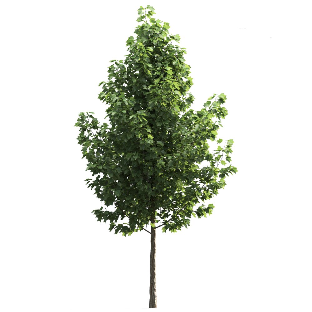 Liriodendron 3D-Modell