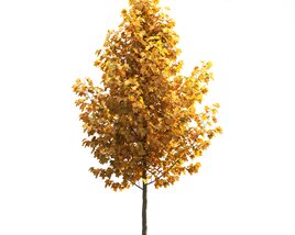 Liriodendron 02 3D model