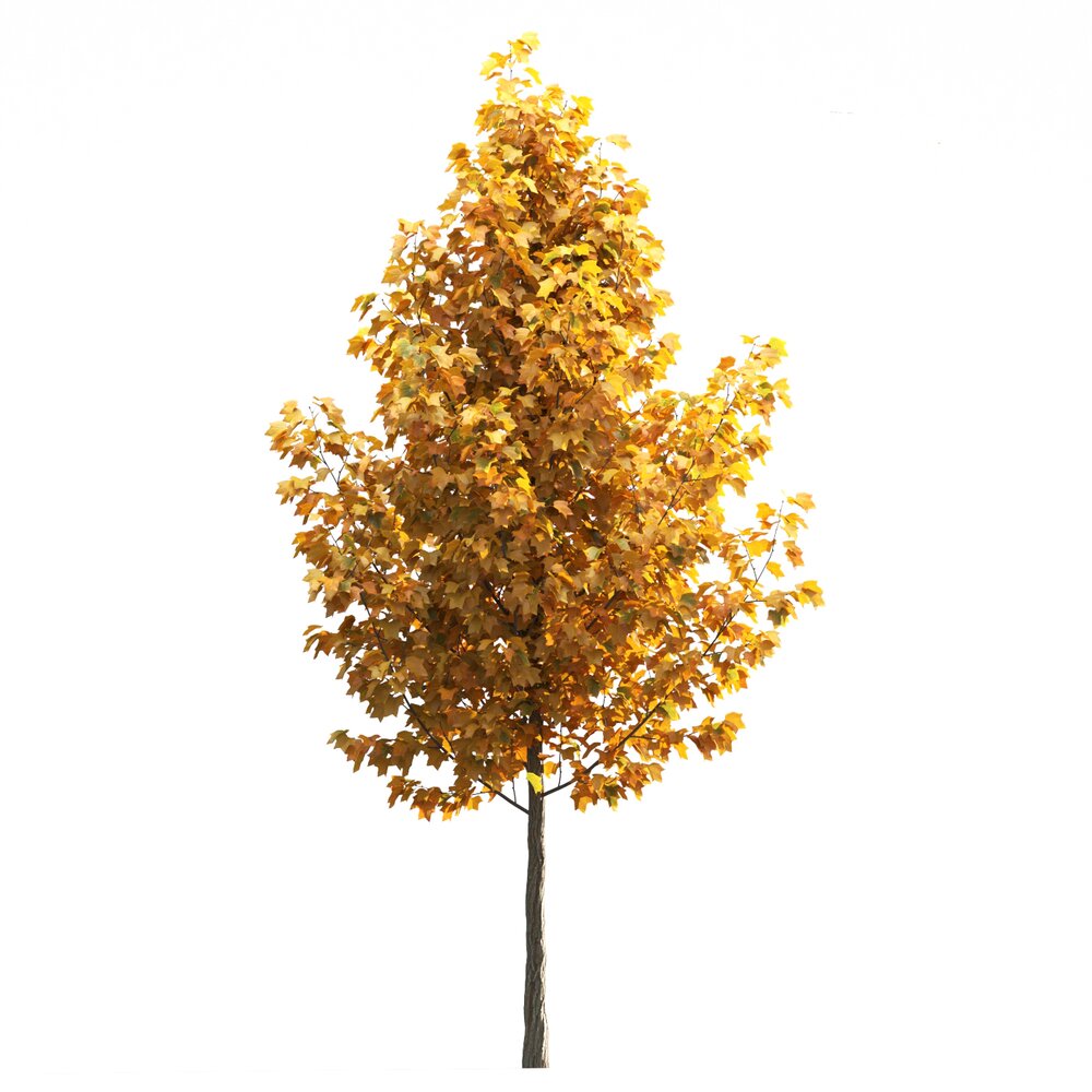 Liriodendron 02 3D 모델 