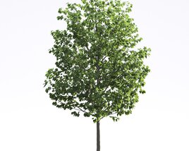 Liriodendron 03 3D 모델 