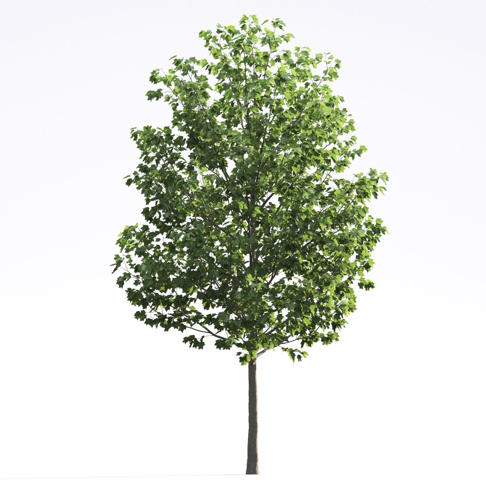 Liriodendron 03 3D 모델 
