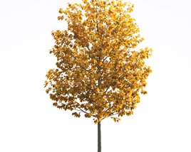 Liriodendron 04 3D model