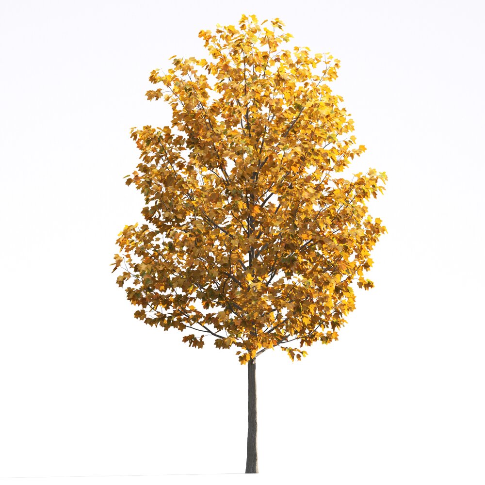 Liriodendron 04 3D 모델 