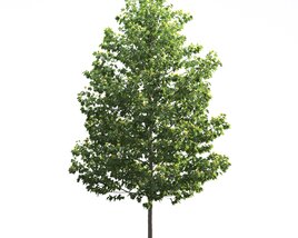 Liriodendron 05 3D-Modell