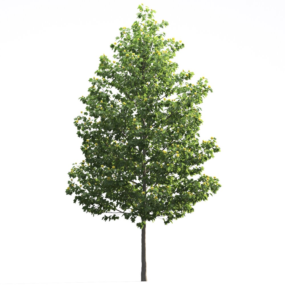 Liriodendron 05 3D 모델 