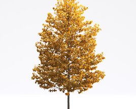 Liriodendron 06 3D 모델 