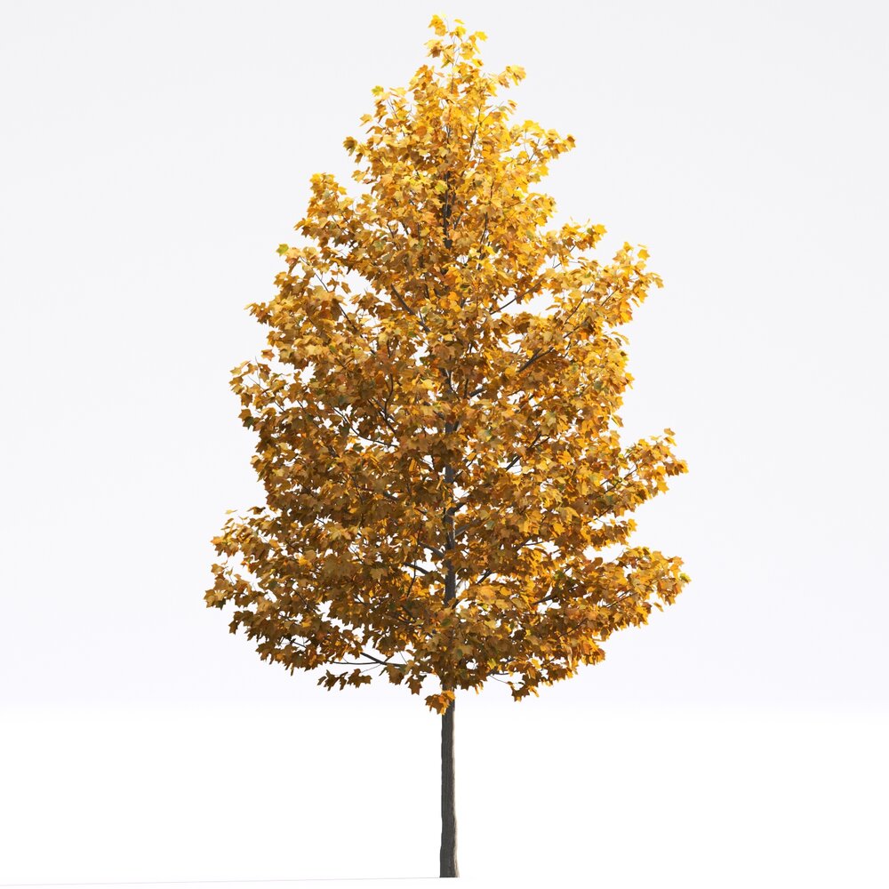 Liriodendron 06 3D-Modell