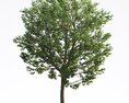 Liriodendron 07 3d model