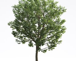 Liriodendron 07 3D-Modell