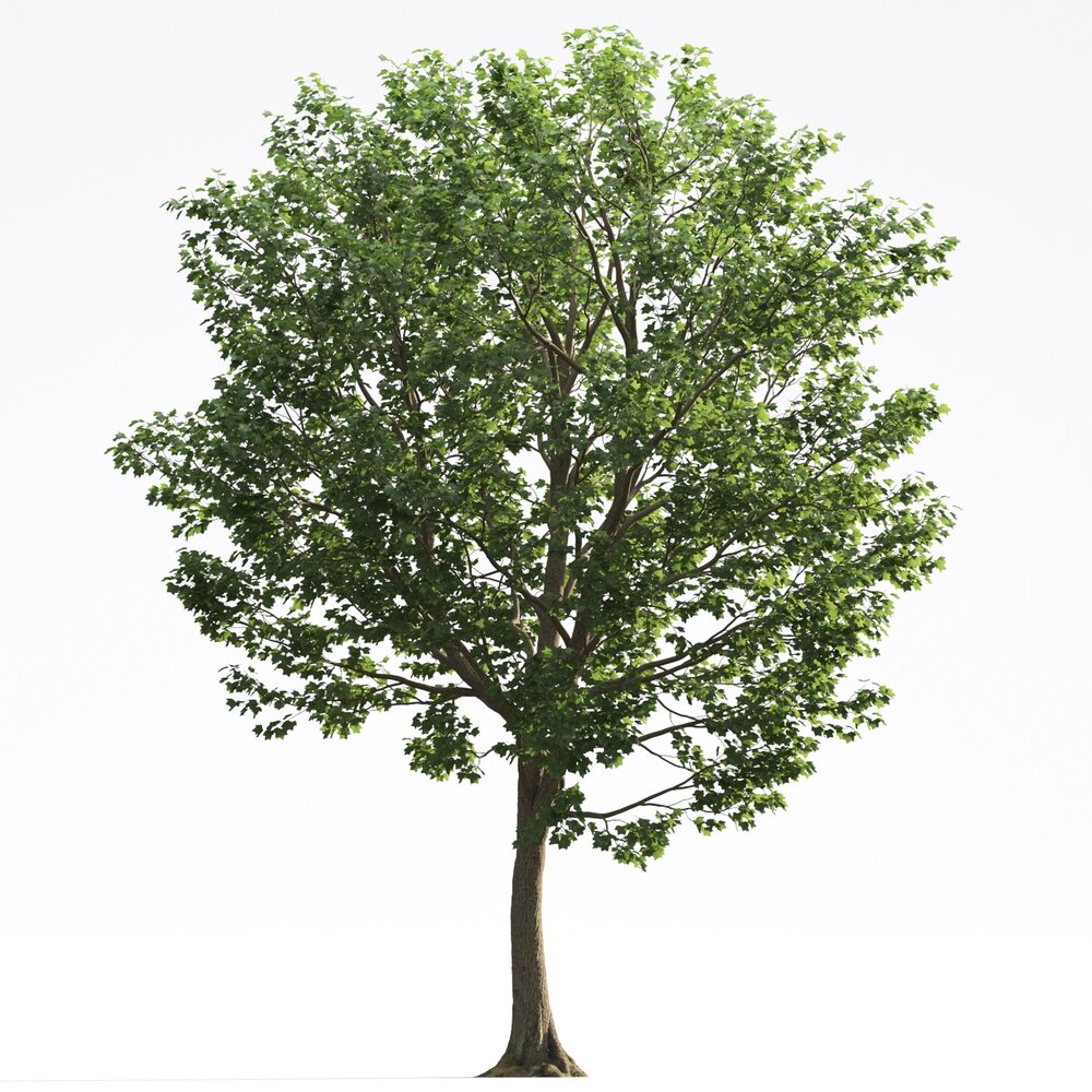 Liriodendron 07 3D-Modell